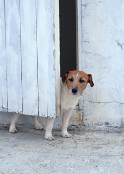 子犬